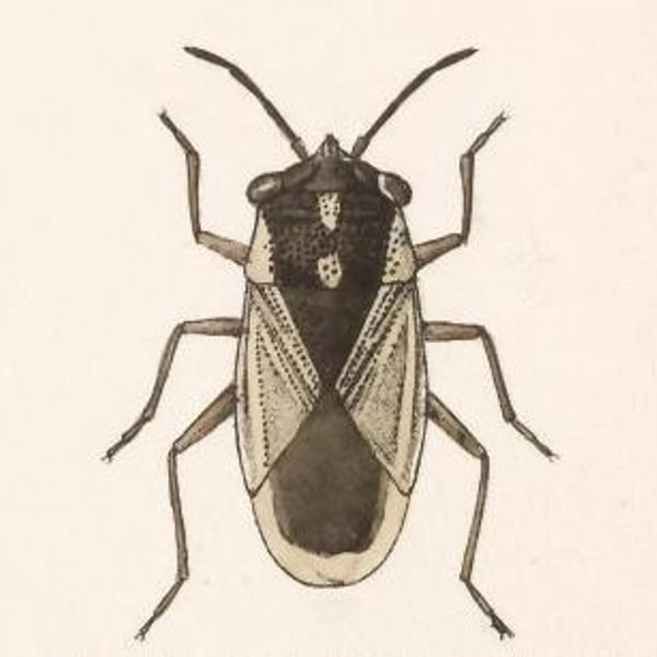 Geocoris lividipennis
