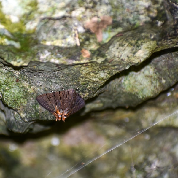 Eulepidotis merricki