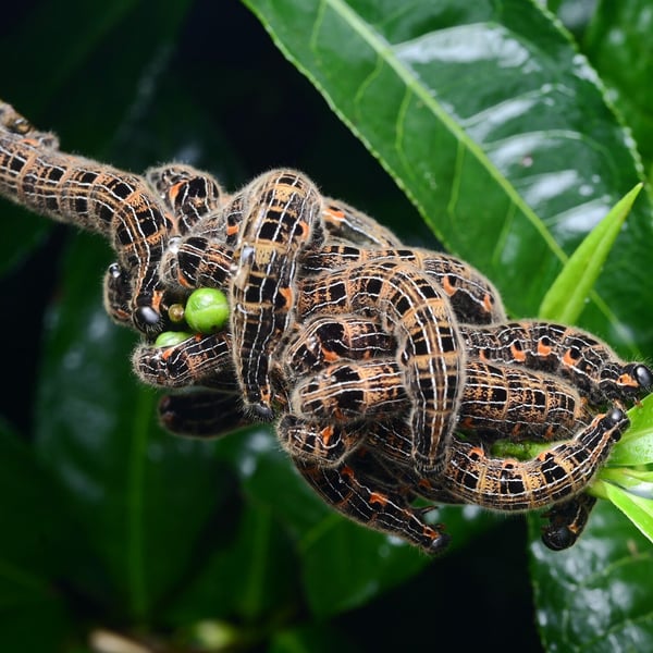 Andraca bipunctata