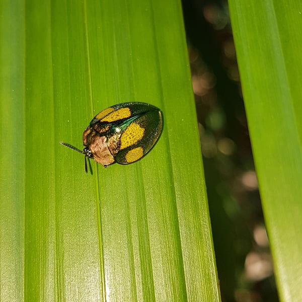 Stolas discoides