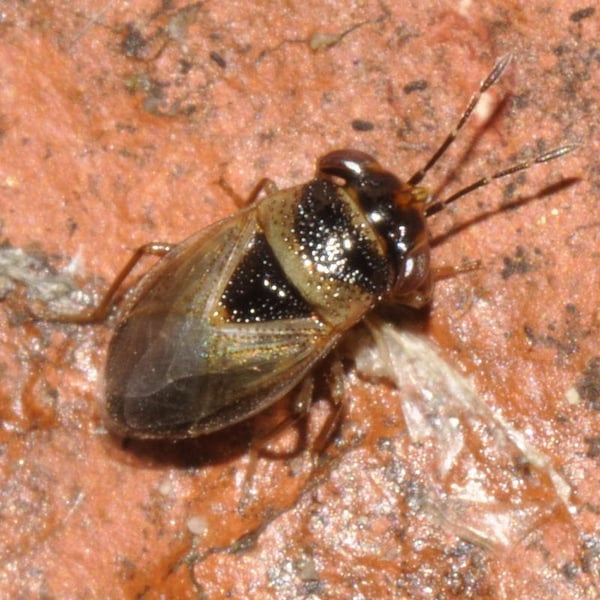 Geocoris megacephalus