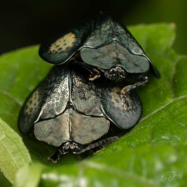 Stolas redtenbacheri