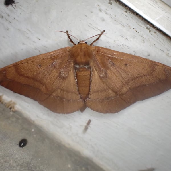 Andraca apodecta