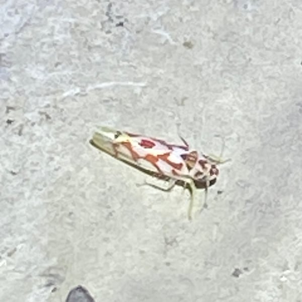 Eratoneura carmini