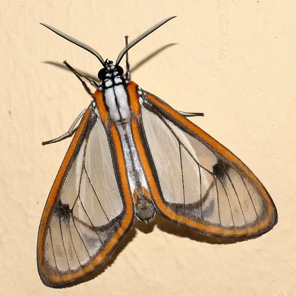 Hyalurga urioides
