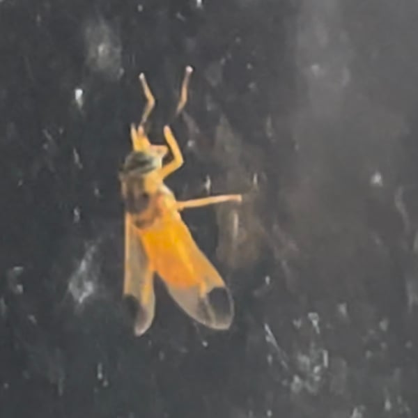 Diachlorus jobbinsi