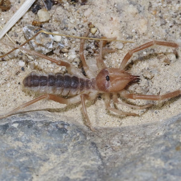 Eremobates kraepelini