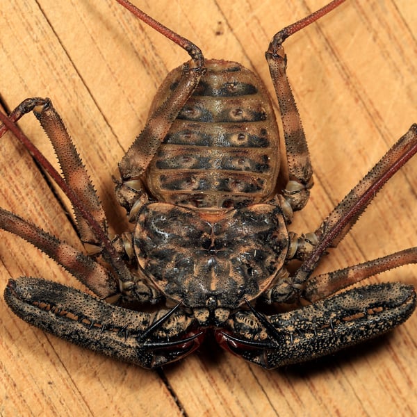 Damon variegatus