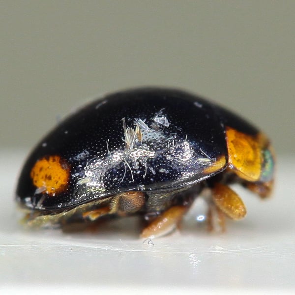 Hyperaspis reppensis