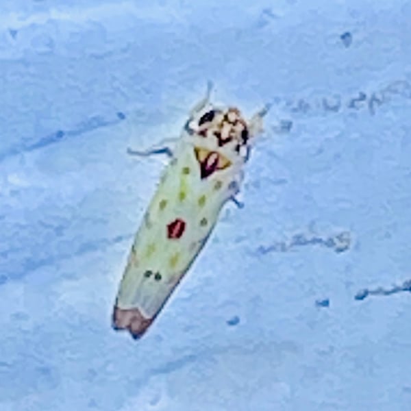 Eratoneura hymac