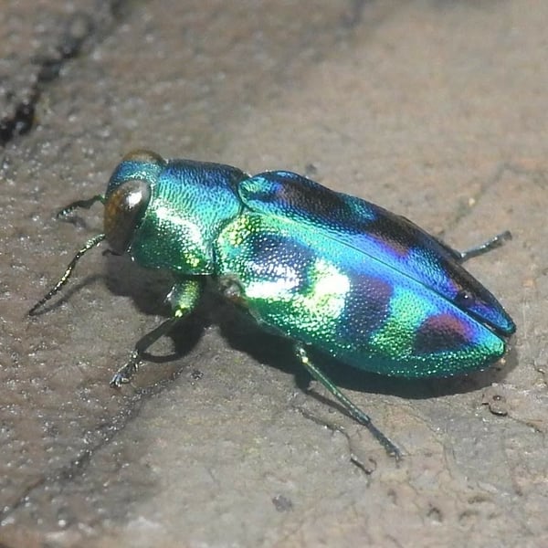 Chrysobothris sauteri