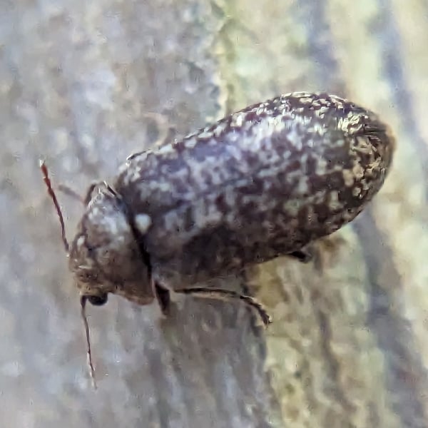 Xestobium affine
