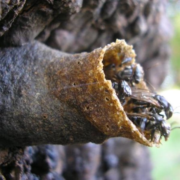 Scaptotrigona polysticta