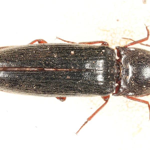 Melanotus villosus