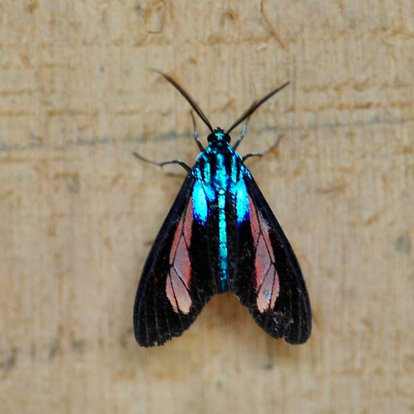 Cyanopepla phoenicia