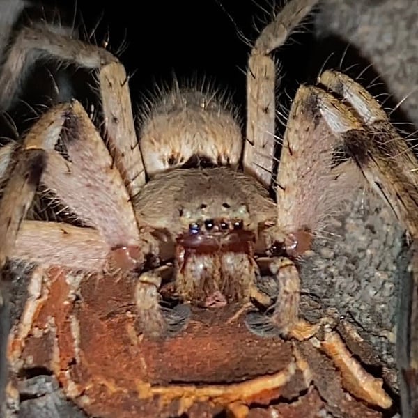 Isopedella cerina
