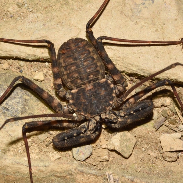 Damon annulatipes