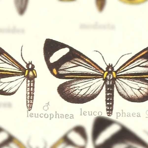 Hyalurga leucophaea