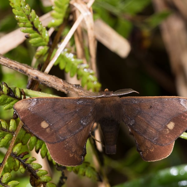 Andraca yauichui