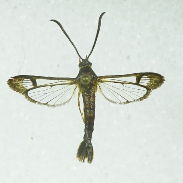 Carmenta bassiformis