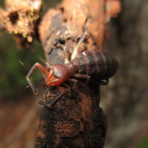 Ammotrecha itzaana