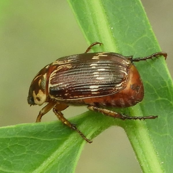 Paranomala histrionella