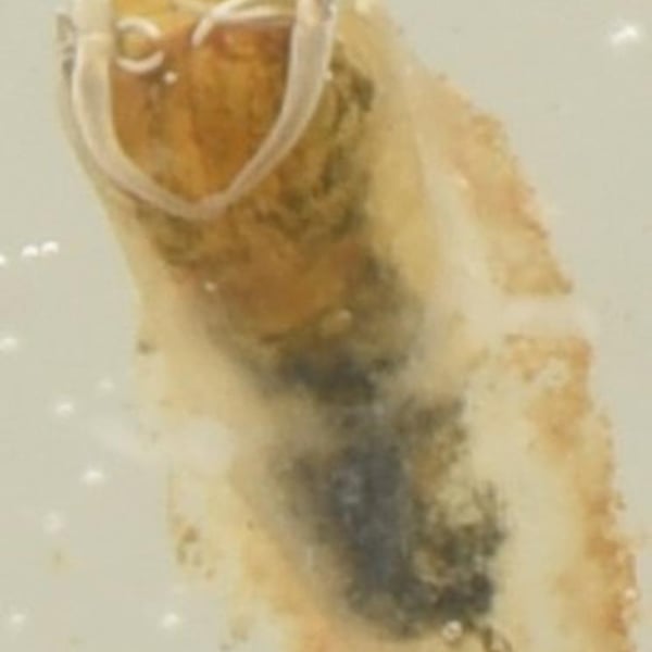 Simulium pseudequinum