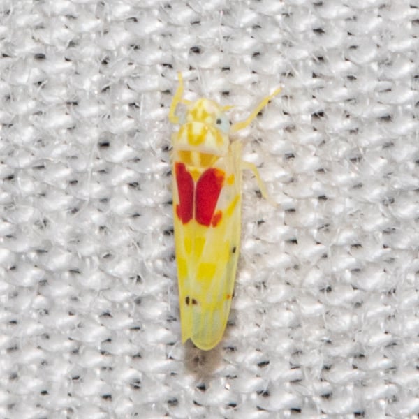 Eratoneura bella