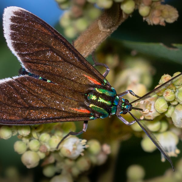Cyanopepla quadricolor