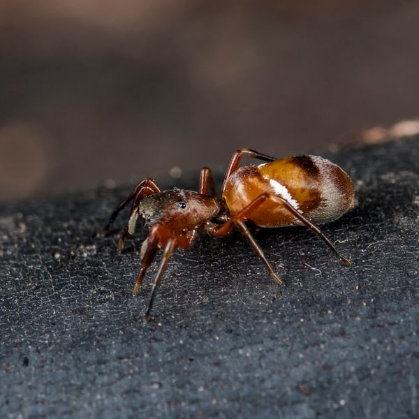 Synageles subcingulatus