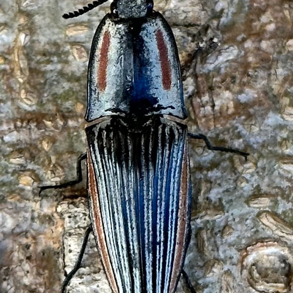 Chalcolepidius erythroloma