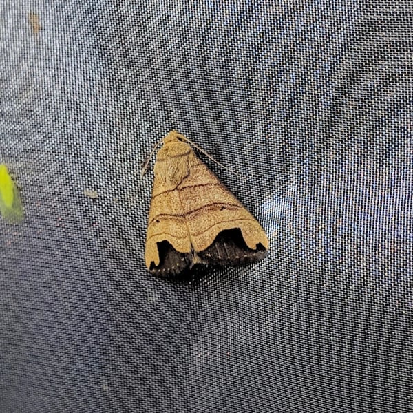 Bocula quadrilineata