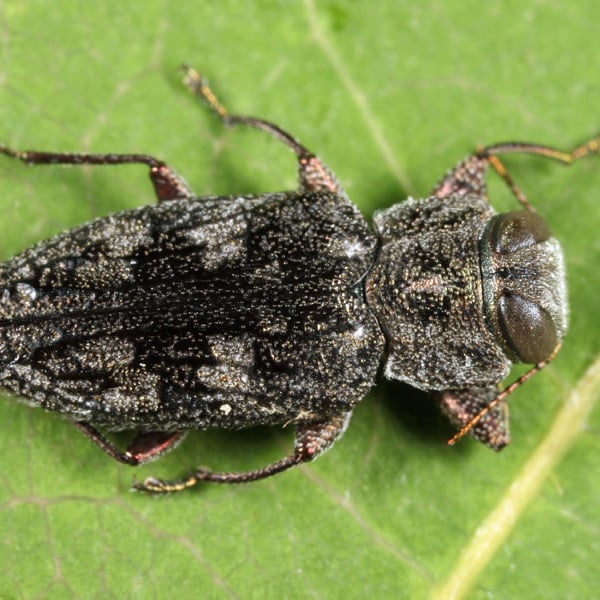 Chrysobothris quadriimpressa