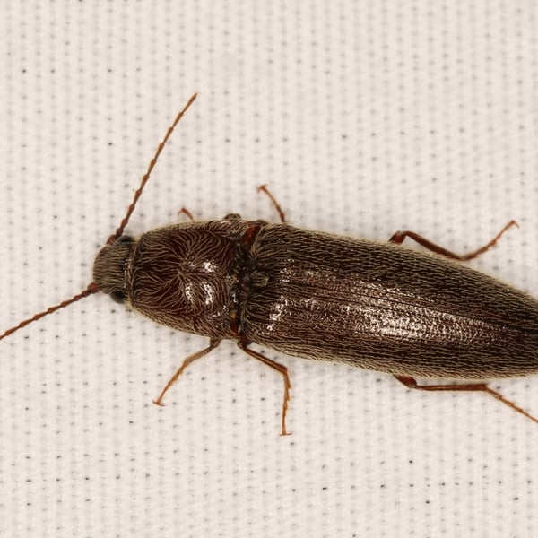Melanotus americanus