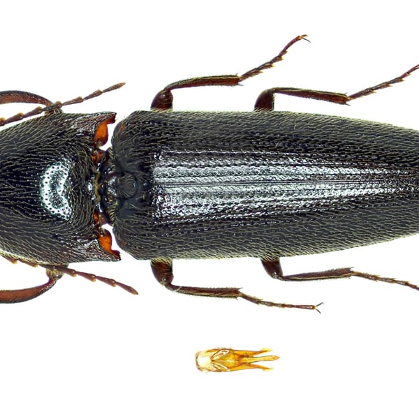 Melanotus similis