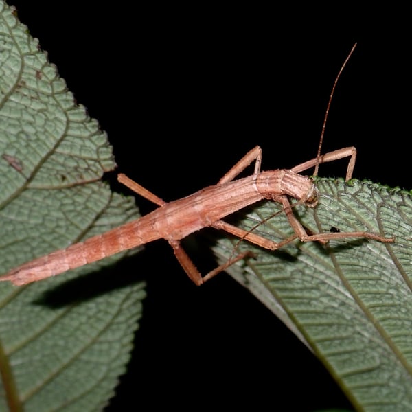 Eubulides