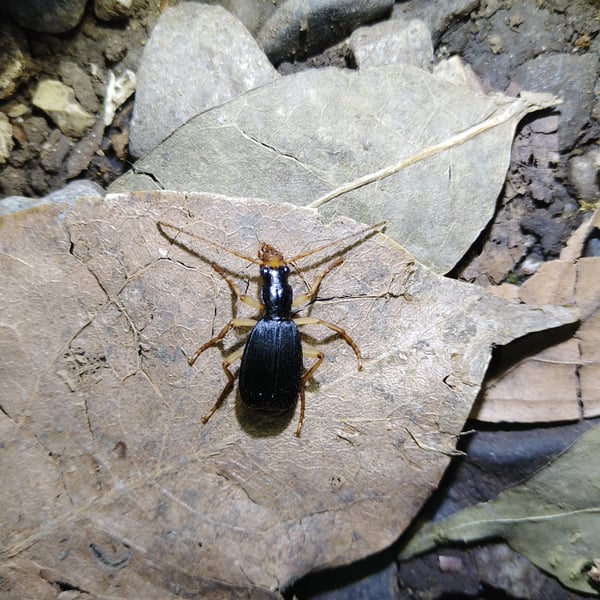 Pheropsophus emarginatus