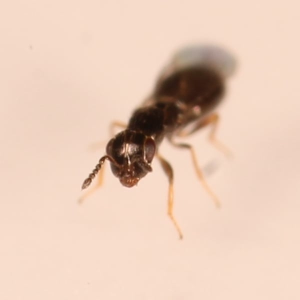 Melittobia