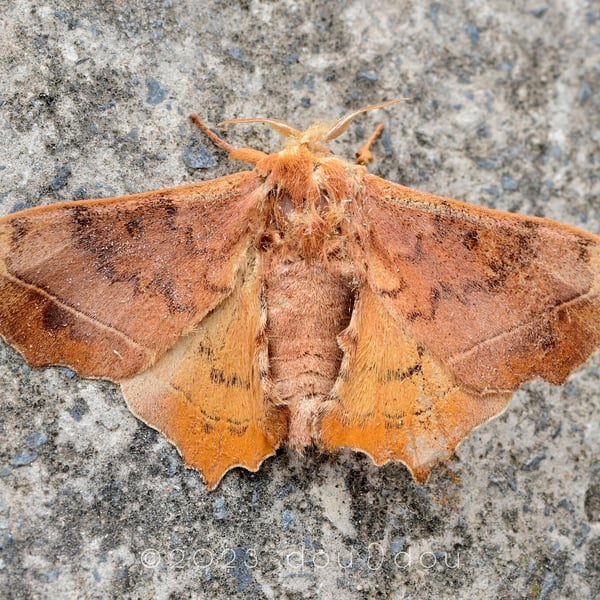 Oberthueria formosibia