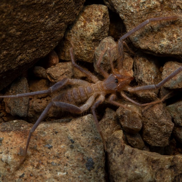 Pseudocleobis