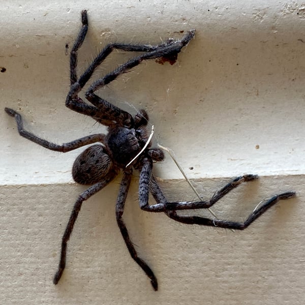 Isopedella cana