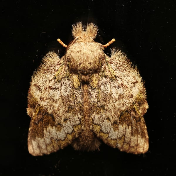 Syntypistis palladina