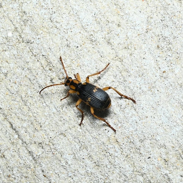 Pheropsophus occipitalis