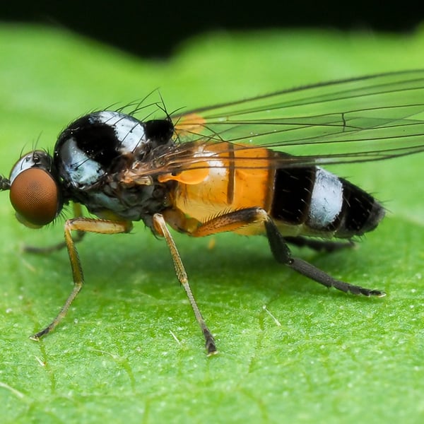 Callomyia venusta