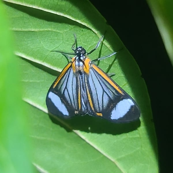 Hyalurga sora