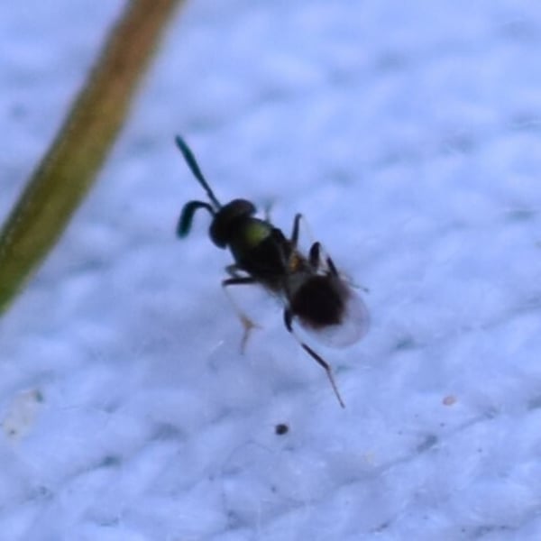 Tetracnemoidea sydneyensis