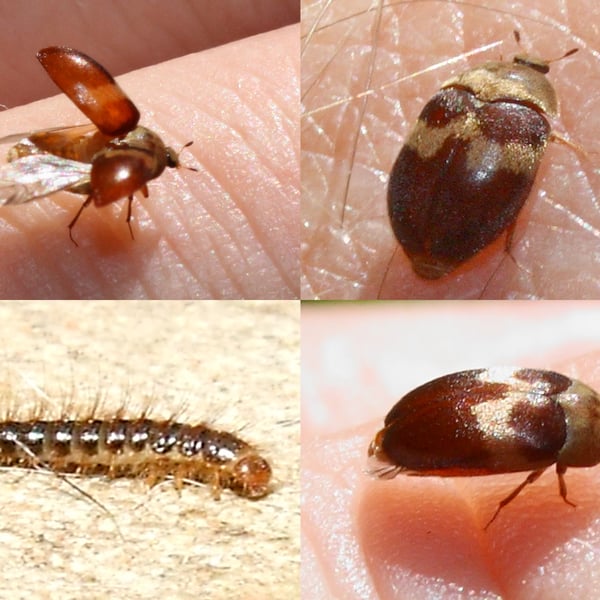 Attagenus fasciatus