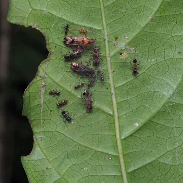 Parathyginus signifer