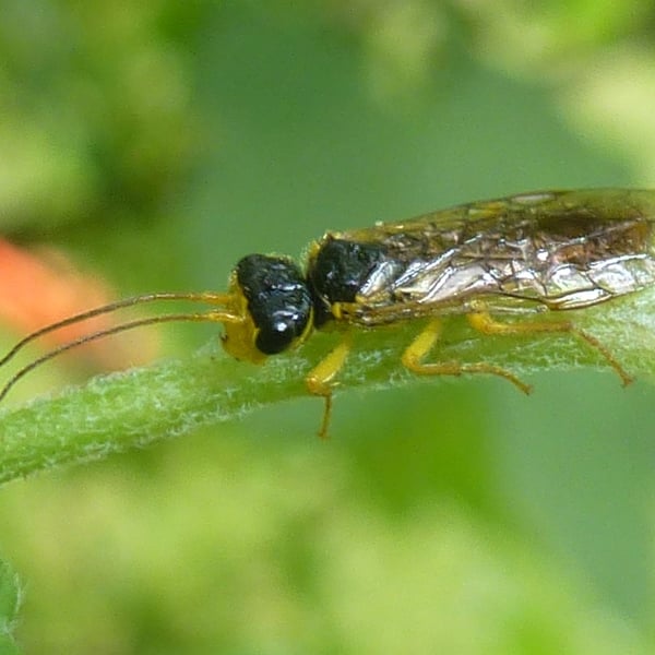 Pamphilius marginatus