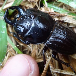 Insects Id: Geodorcus (Geodorcus)